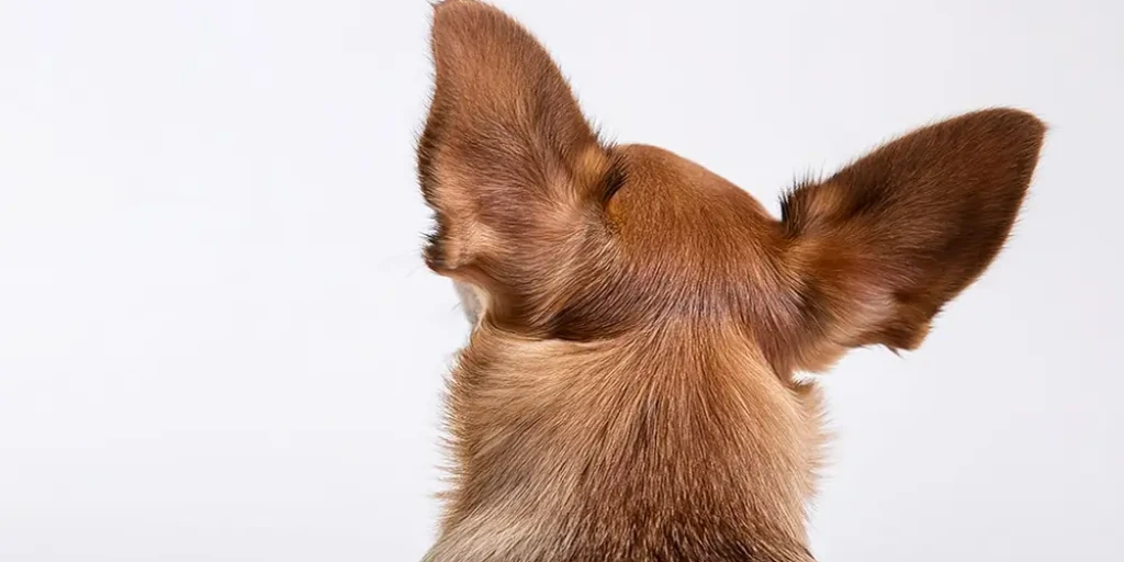 Hund von Hinten mit grossen Ohren