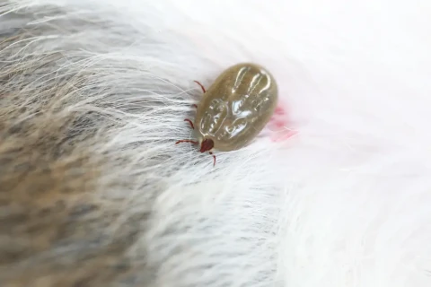 Hundeohr das mit Milben befallen ist