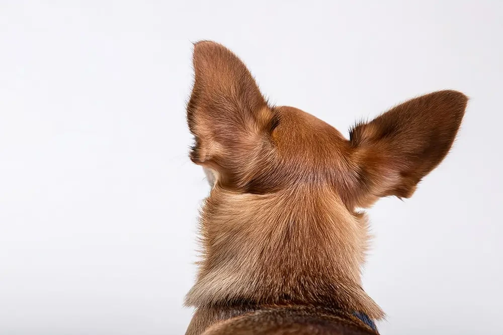 Hund mit grossen Ohren von Hinten