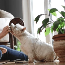 Übergewichtige Hunde sind anfälliger für Analdrüsenprobleme