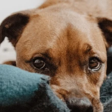 Ängstlicher Hund