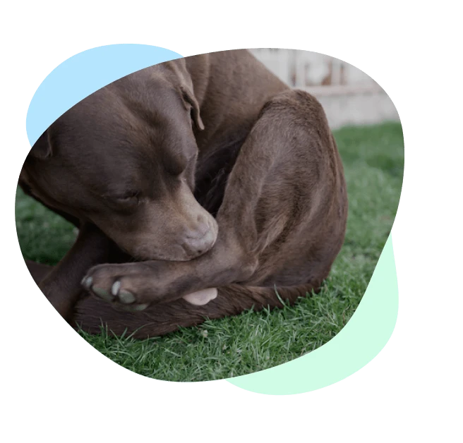 Hund leckt sich die Pfote