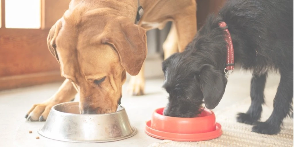 Hunde futtern