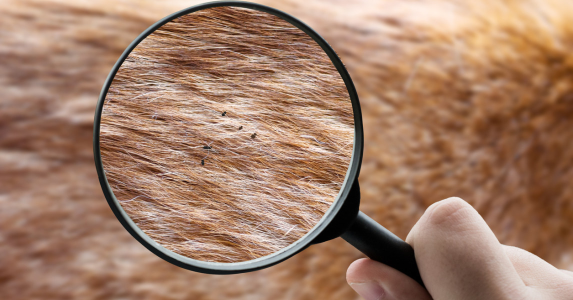 Hund hat Flöhe und jetzt? Tipps vom Tierarzt felmo Ratgeber felmo