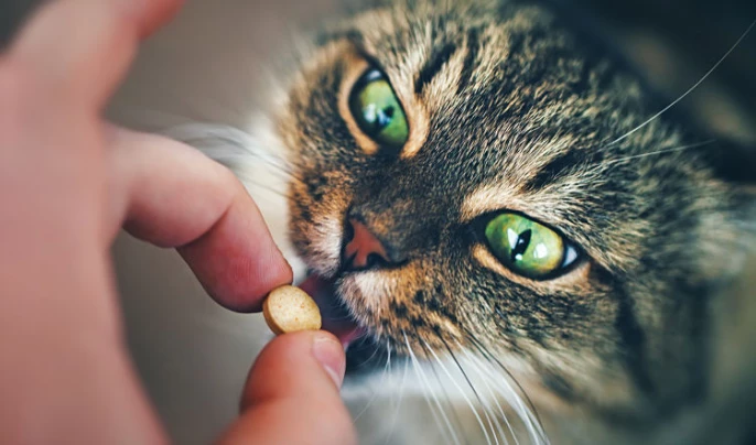 einer Katze eine Tablette geben