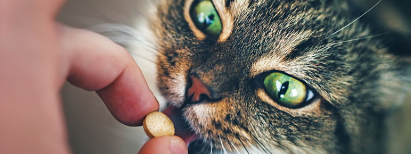 wenn die katze stirbt hilfe vom tierarzt felmo