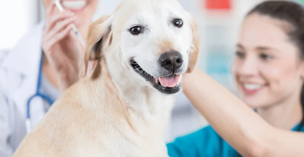 Hund wird von Tierarzt geimpft