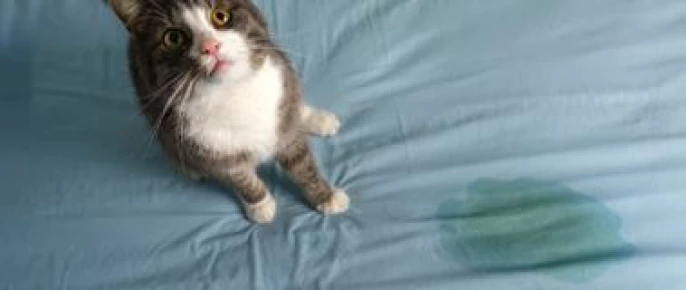 Katze mit Blasenentzundung