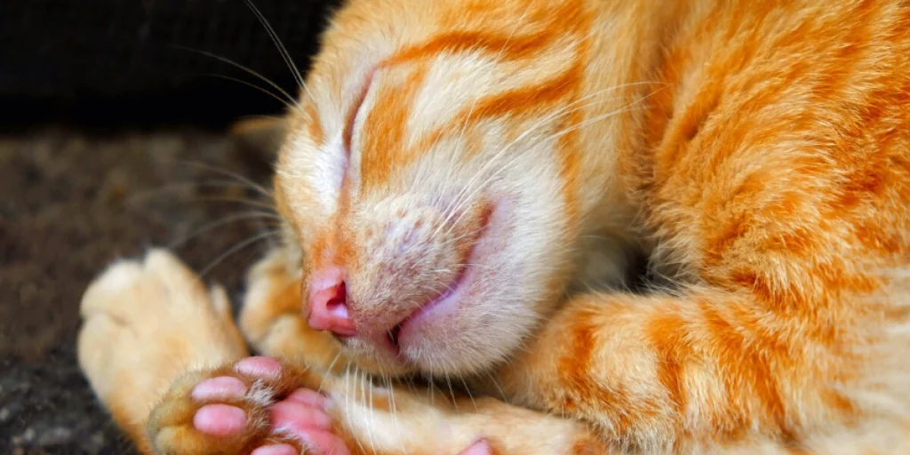 Katze Stirbt Im Schlaf