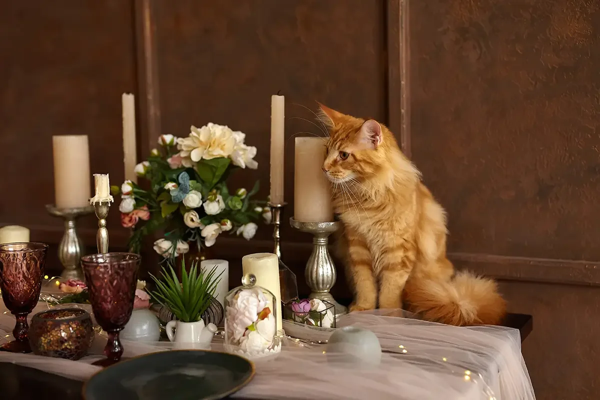 Trauer um Katze unerträglich
