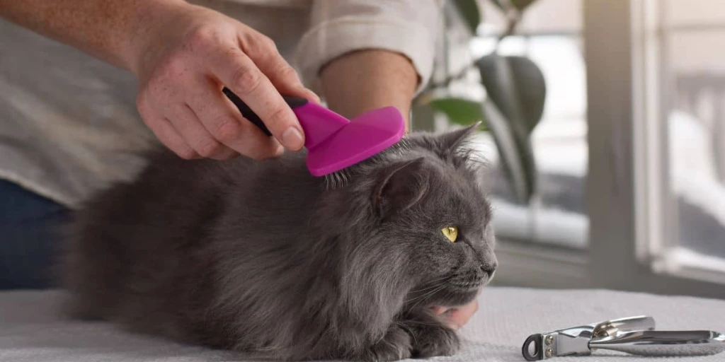 Auch beim Fellwechsel hilft eine regelmäßige Pflege, die Bindung zu stärken und Verfilzung sowie Hautkrankheiten vorzubeugen.