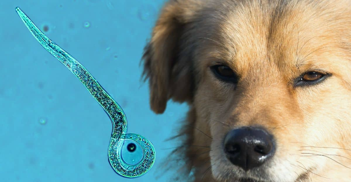 Ein Hund schaut bedrückt in die Kamera und neben ihm um ein vielfaches Mikroskopisch vergrößert eine Herzwurmabbildung.