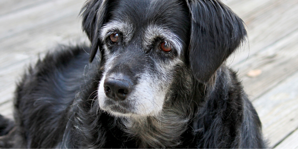 Schwarz weißer Mischlingshund