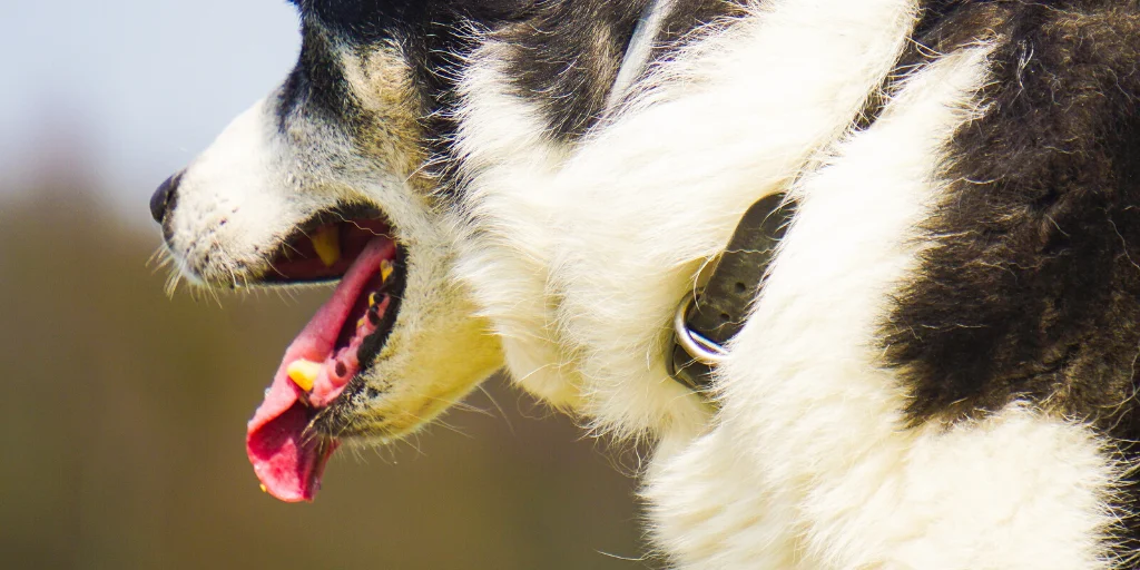 tierarzt-felmo-ratgeber-hund-husten