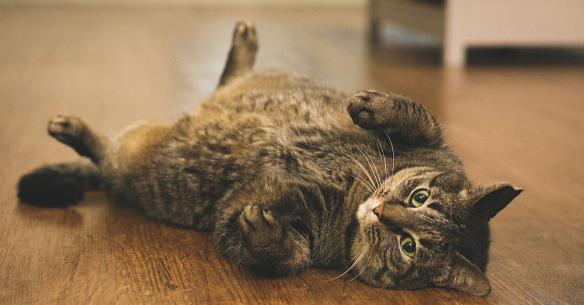 Katze rollig Was tun? • Tipps