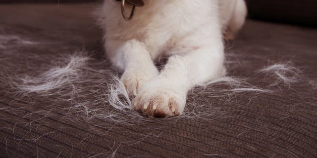 ein Hund mit Haut- oder Fellallergien