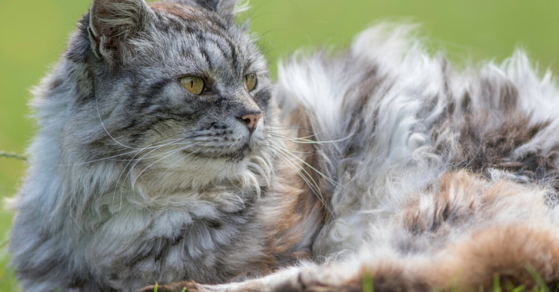 Amoxicillin Für Katzen