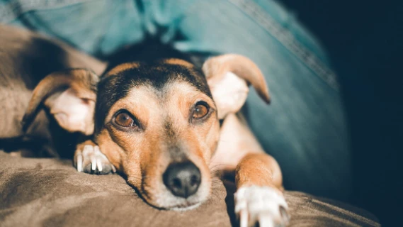 Geschwächter Terrier liegt auf einer Ledercouch