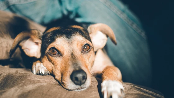 felmo-ratgeber-hund-magendrehung