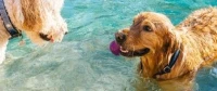 Ein Hund im Wasser, der während einer Hitzewelle kühl bleibt