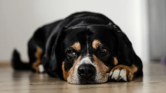 Hund liegt auf dem Fußboden nach einer Kastration