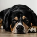 Hund liegt auf dem Fußboden nach einer Kastration