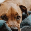 tierarzt-felmo-ratgeber-hund-durchfall