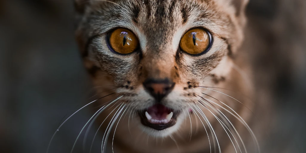 felmo-ratgeber-katze-kastration