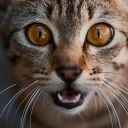 felmo-ratgeber-katze-kastration