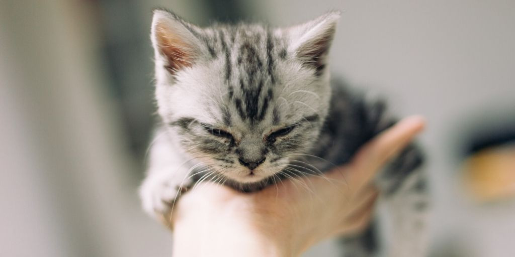 tierarzt-felmo-ratgeber-katze-corona