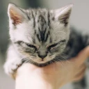 tierarzt-felmo-ratgeber-katze-corona