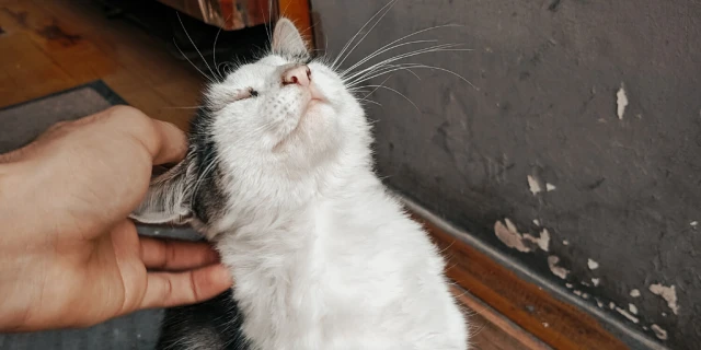 eine alte Katze