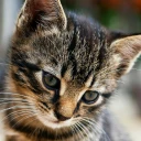 Kleine Katze