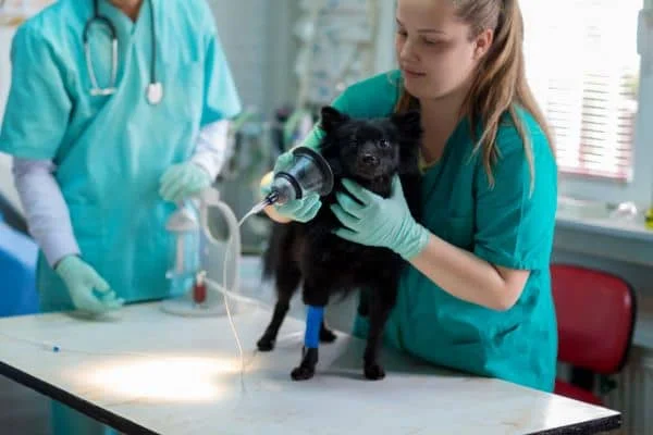 Tierärztin macht Inhalationsnarkose bei schwarzem Hund