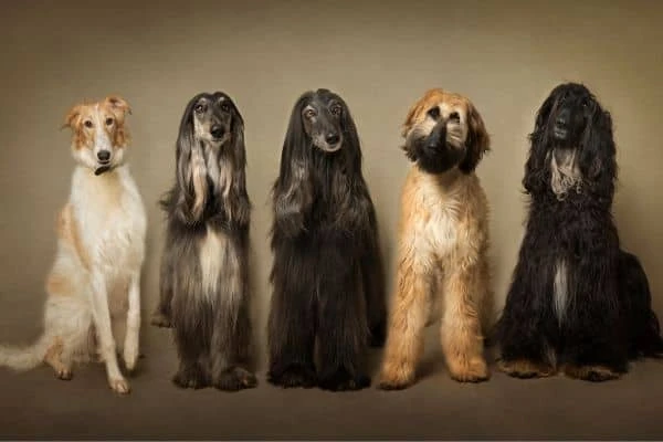 Langhaarige Hunderassen Barsoi, Afghanischem Windhund und Briard schauen in einem Fotostudio in die Kamera