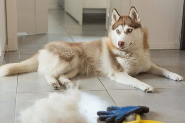 Ein Husky liegt gut gebürstet auf den Fliesen und vor Ihm ein Berg Haare sowie eine Hundebürste