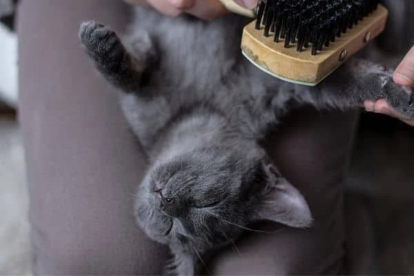 Liebevolle Fellpflege für deine Katze