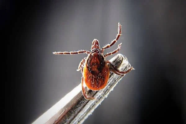 Zecke unter dem Mikroskop sitzt auf Pinzette