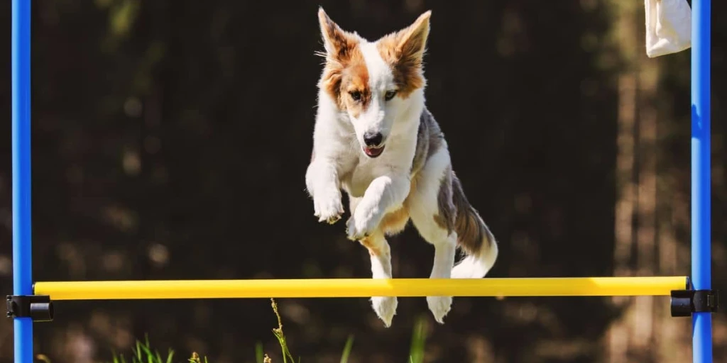 Hund springt über eine Stange im Zuge eines Wettkampfes