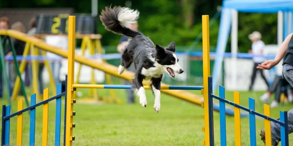 Ein Border Collie meistert sein Hindernis bei Agility mühelos, ohne dabei größere Probleme zu haben.