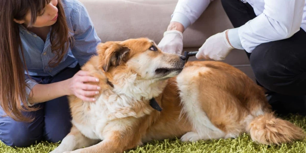 Einige Hunde zeigen Symptome wie Lustlosigkeit und Trägheit, während andere keine offensichtlichen Anzeichen einer Krankheit aufweisen. Schwere Fälle mit Apathie und Fieber sind selten und treten normalerweise als Folge von Sekundärinfektionen auf.