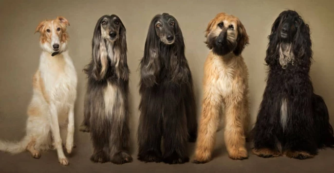 Langhaarige Hunderassen Barsoi, Afghanischem Windhund und Briard schauen in die Kamera in einem Fotostudio