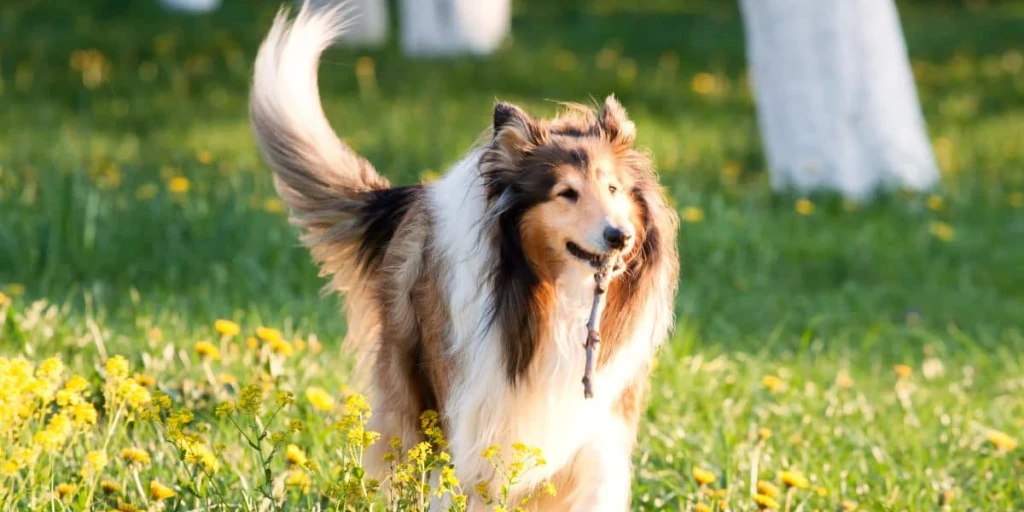 Langhaar Collie trägt ein Stöckchen bei Sonnenschein auf einer blumigen Wiese