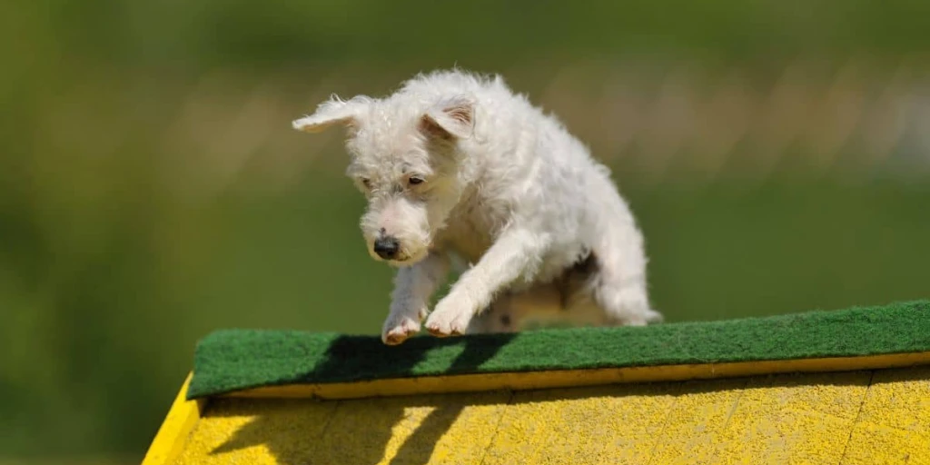 Parson Russell Terrier hüpft über ein Hindernis auf einem Hunde Parkour