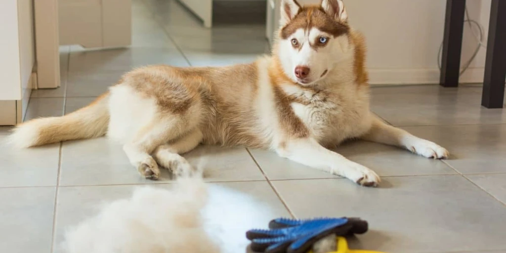 Ein Husky liegt gut gebürstet auf Fliesen und vor Ihm ein Berg Haare sowie eine Hundebürste