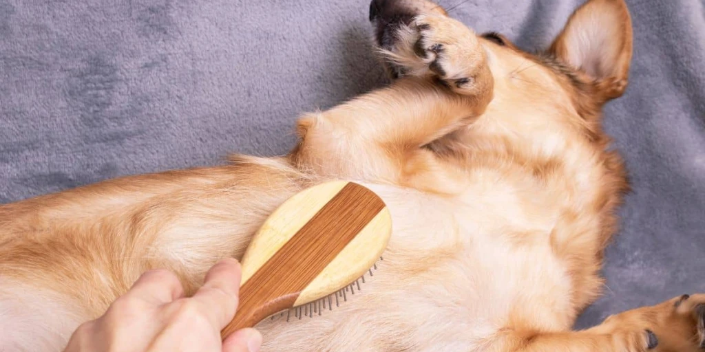 Bürsten sorgt für Entspannung beim Hund