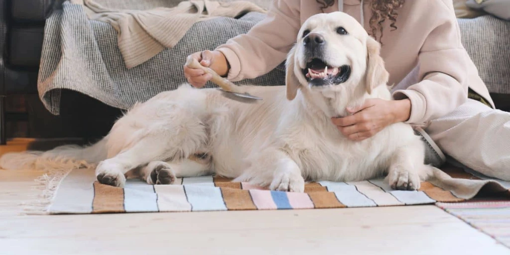 gute Pflege lässt Hundeherzen hoher schlagen