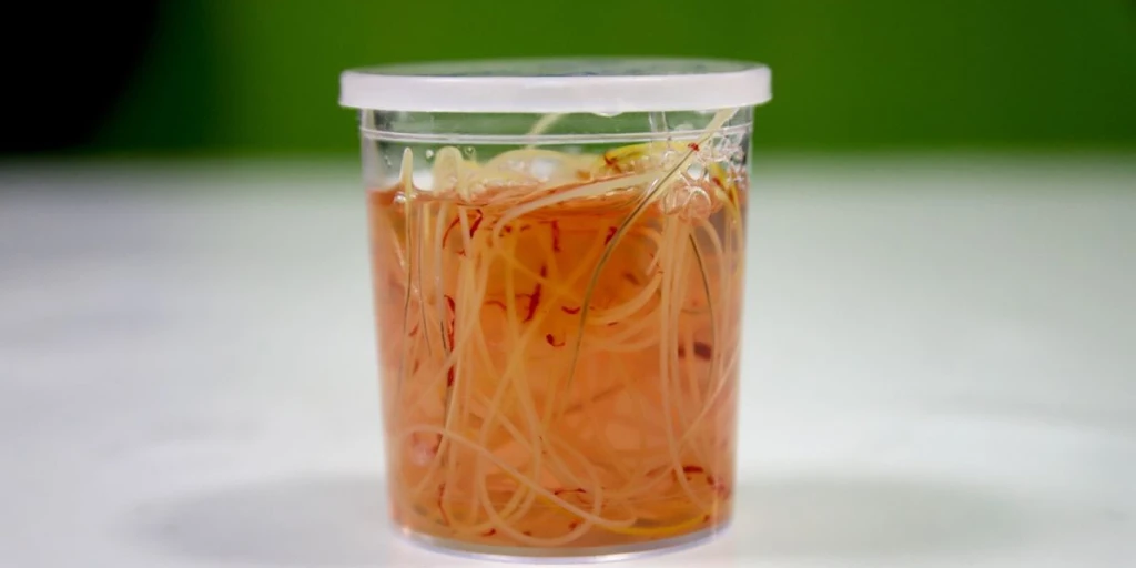 Die entnommenen Mikrofilarien aus dem Herzen eines Hundes sind winzige, zappelnde Würmer, die nun in einem Gefäß aufbewahrt werden. Ihr dünner, fadenförmiger Körper und die charakteristische spiralige Form sind trotz ihrer geringen Größe gut zu erkennen.