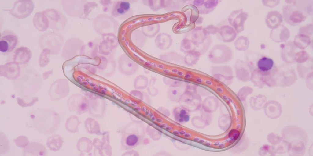 Das Bild zeigt eine Grafik eines Herzwurms in einem Blutbild.