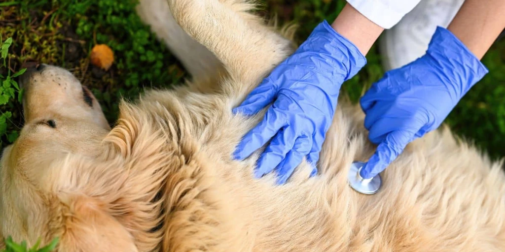 Bei einer Hitzeerschöpfung heißt es schnell handeln: Lege deinen Hund in die stabile Seitenlage und sorge dafür, dass seine Zunge draußen bleibt.